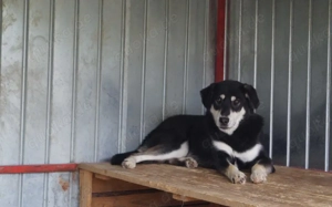 Sanfter Simba möchte endlich gesehen werden