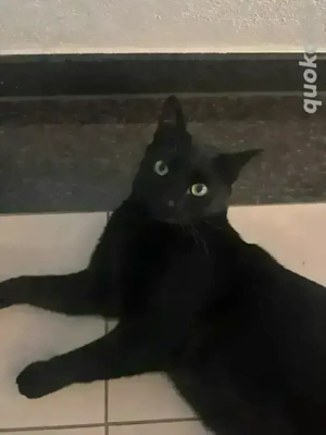 Baghira eine schwarze Schönheit