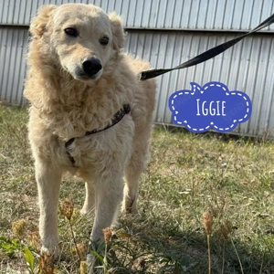 Iggie, außergewöhnlich hübscher Creme Mudi   Kroatischer Schäferhund Mix