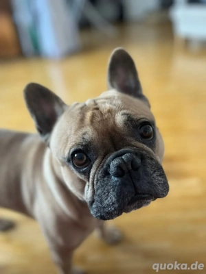 Französischer Bulldogge 6 Jahre rüde