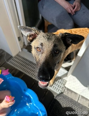 Odin sucht ein liebevolles und erfahrenes Zuhause Bild 2