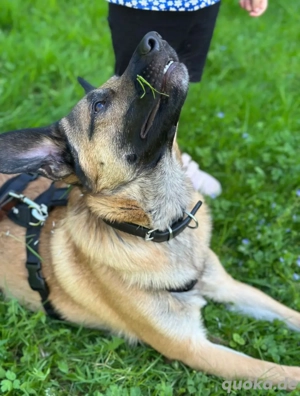 Odin sucht ein liebevolles und erfahrenes Zuhause Bild 4