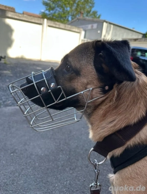 Odin sucht ein liebevolles und erfahrenes Zuhause Bild 5