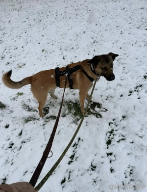 Odin sucht ein liebevolles und erfahrenes Zuhause Bild 3