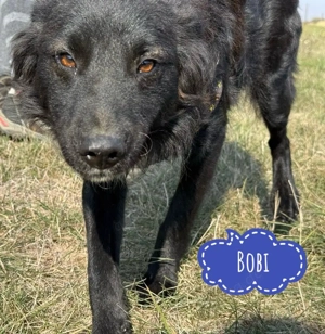 Bobi, Mudi   Border Collie Mix, jung und verspielt
