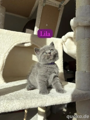 BKH Kitten Britisch Kurzhaar 