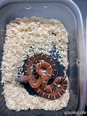 0.2 Scaleless kornnattern 