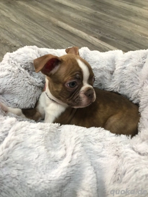 Boston terrier welpen 3 rüden 