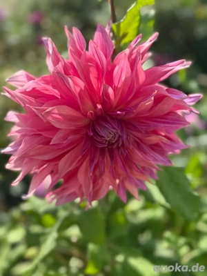 250,- je Date   4 Dates im Monat = *1.000,-* !! klick 