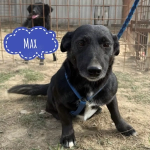 Max, freundlicher, menschenbezogener und ausgeglichener Dackel Mix