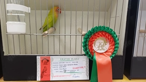 Agaporniden Rußköpfchen 