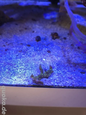 Meerwasser Aquarium Korallen SPS montipora star wars
