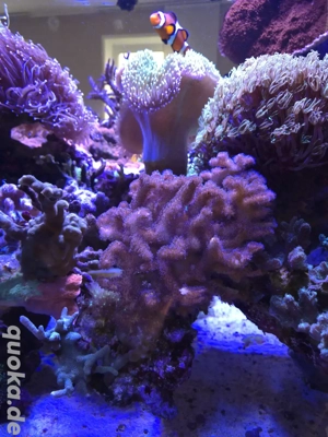 Meerwasser Aquarium Korallen Ableger sps lps Himmberkoralle