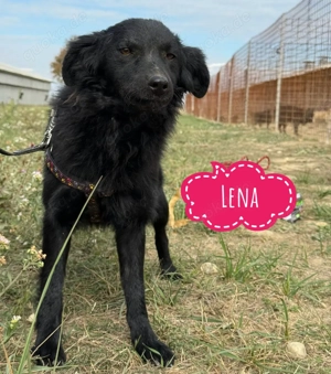 Lena, außergewöhnlich hübsche Mischlingshündin