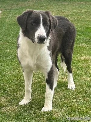 Border Collie Welpe Blau Weiß 