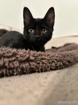 baby katze kätzchen EKH