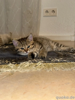 Baby Katzen    sehr lieb