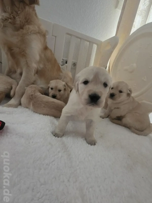 Golden Retriever Welpen     