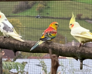 Singsittich aus 2025