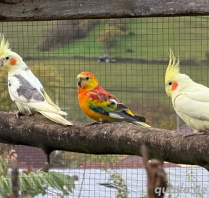 Singsittiche aus 2025