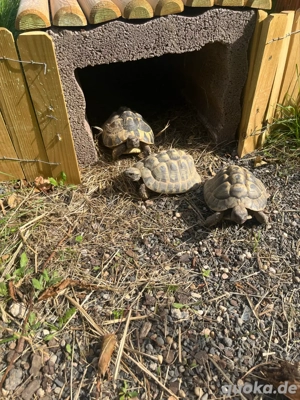 wir nehmen noch landschildkröten auf