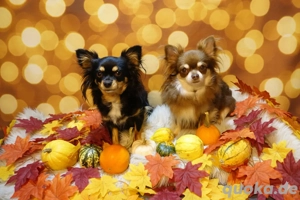 wurfankündigung LH Chihuahua Welpen 