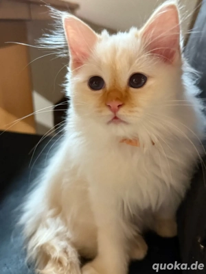 Heilige Birma Kitten kater in creme und rot