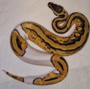 Pastel Orange dream Piebald het.Clown von 2023