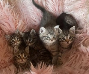 Babykatzen norwegische Waldkatzen mischlinge 