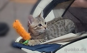 Babykätzchen Bild 3