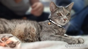 Babykätzchen Bild 2