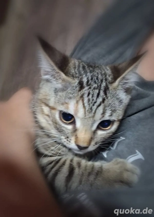 Babykätzchen Bild 4