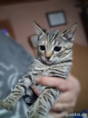 Babykätzchen Bild 5