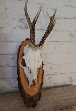 Wanddekoration Rehbockgehörn, Geweih, Gehörn auf Brettchen 