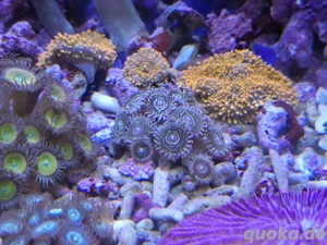 Korallenableger LPS, Discosoma, Zoanthus, Lederkorallen  Bild 9