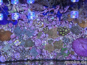 Korallenableger LPS, Discosoma, Zoanthus, Lederkorallen  Bild 10