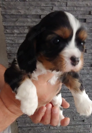 Cavalier King Charles Spaniel Welpe mit Ahnentafel