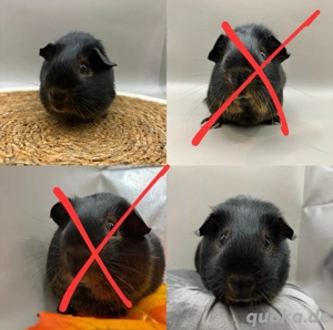 Meerschweinchen Mädels 