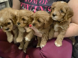 Cavapoo Welpen Rüden und Hündinnen