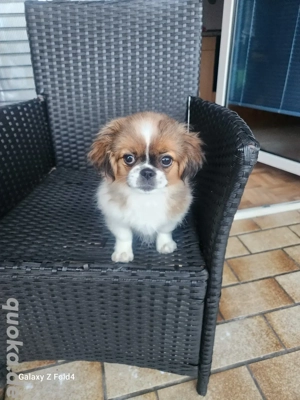 pekinese zu vergeben  Bild 2 pekinese zu vergeben  Bild 2