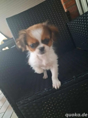 pekinese zu vergeben  Bild 5 pekinese zu vergeben  Bild 5