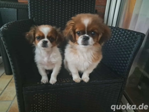 pekinese zu vergeben  Bild 3 pekinese zu vergeben  Bild 3