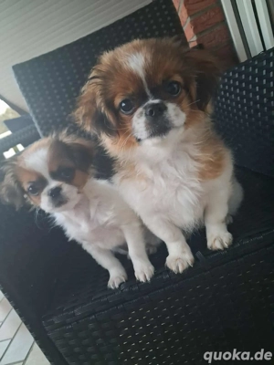 pekinese zu vergeben  Bild 4 pekinese zu vergeben  Bild 4