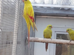 ZP Bergsittiche in Pastell gesäumt abzugeben