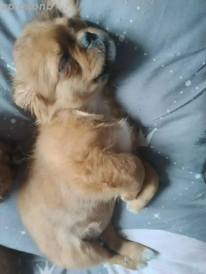 pekinese zu vergeben  Bild 6 pekinese zu vergeben  Bild 6