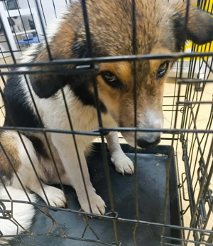 Nanuc sucht ein Zuhause für immer Bild 3