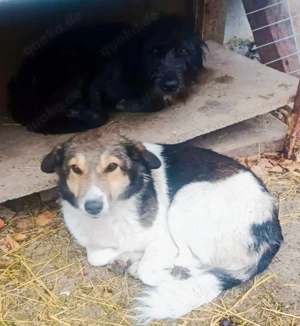 Nanuc sucht ein Zuhause für immer Bild 2