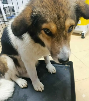 Nanuc sucht ein Zuhause für immer Bild 4