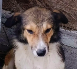 Nanuc sucht ein Zuhause für immer