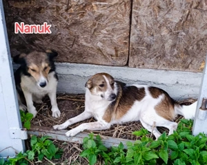 Nanuc sucht ein Zuhause für immer Bild 6